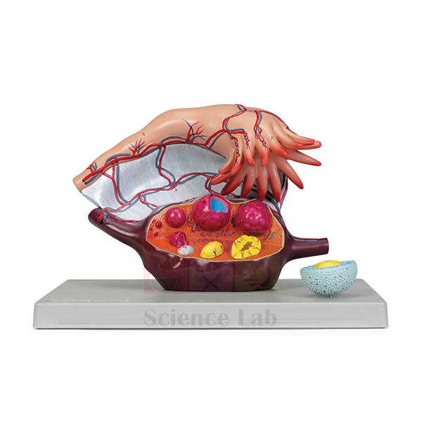 Human Ovary Model